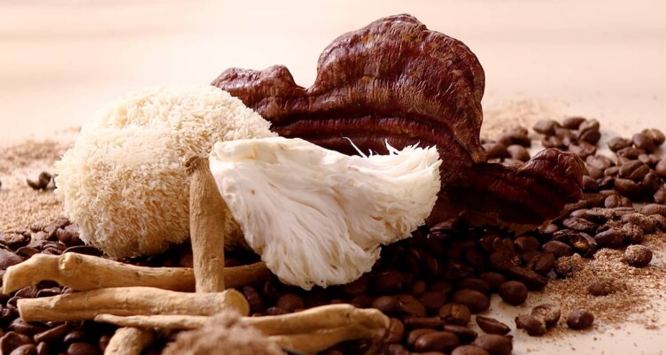 Close-up shot of functional mushrooms
